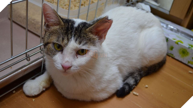 Đằng sau những con mèo bị bấm cụt tai là câu chuyện cảm động về cách người Nhật đối xử với chúng - Ảnh 5.