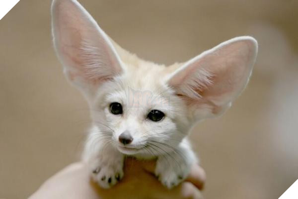 lost bird 12 em be dong vat dang yeu 11