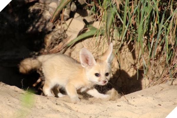 lost bird 12 em be dong vat dang yeu 12