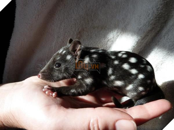 lost bird 12 em be dong vat dang yeu 13