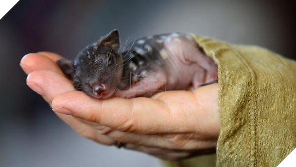 lost bird 12 em be dong vat dang yeu 14