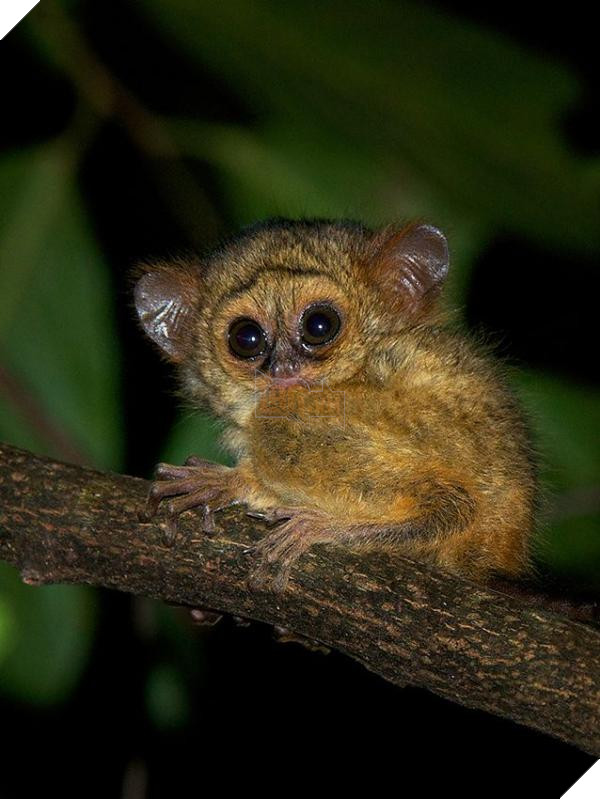 lost bird 12 em be dong vat dang yeu 15