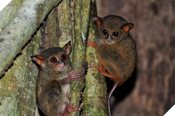 lost bird 12 em be dong vat dang yeu 16