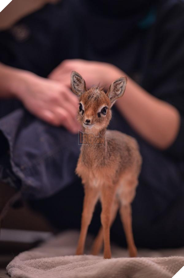 lost bird 12 em be dong vat dang yeu 17