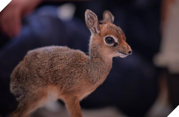 lost bird 12 em be dong vat dang yeu 18