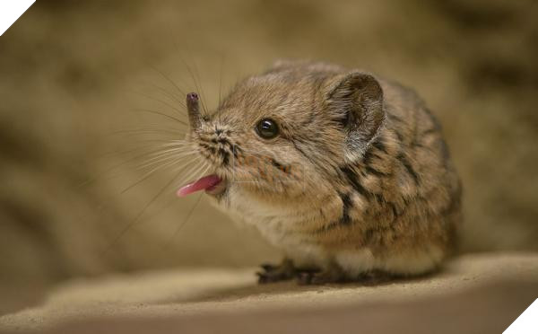 lost bird 12 em be dong vat dang yeu 1