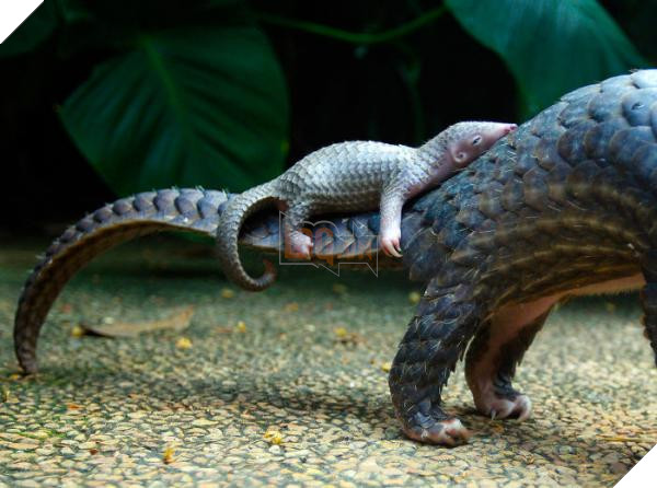 lost bird 12 em be dong vat dang yeu 20