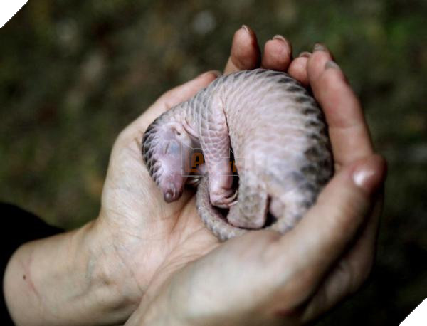 lost bird 12 em be dong vat dang yeu 21