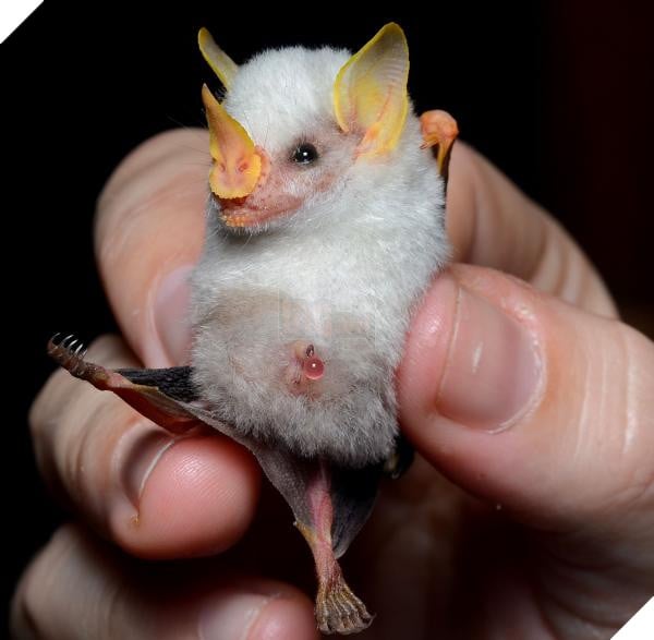 lost bird 12 em be dong vat dang yeu 23