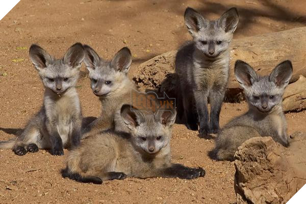 lost bird 12 em be dong vat dang yeu 24