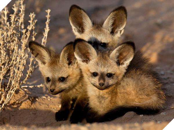 lost bird 12 em be dong vat dang yeu 25