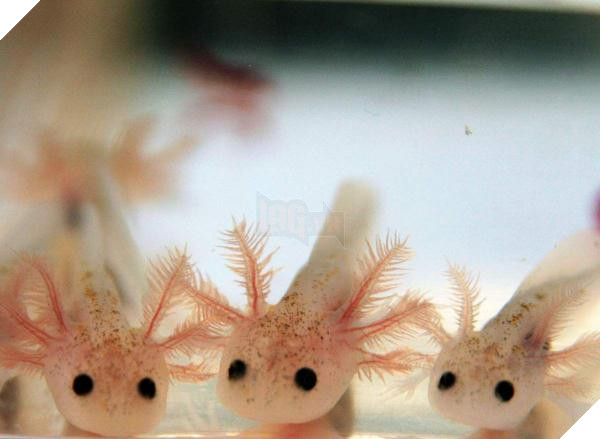 lost bird 12 em be dong vat dang yeu 3