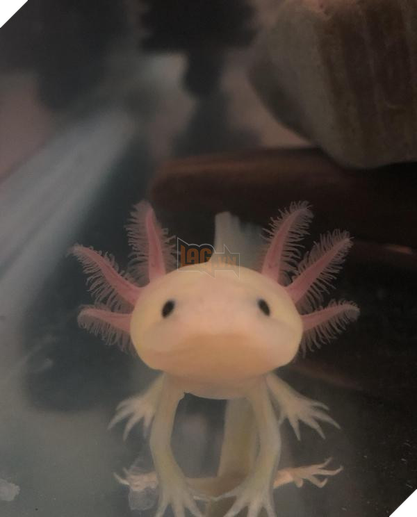 lost bird 12 em be dong vat dang yeu 4