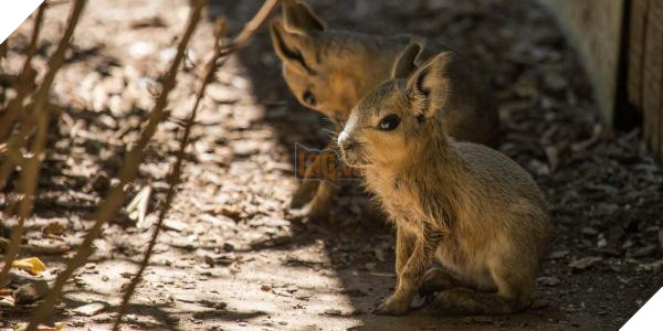 lost bird 12 em be dong vat dang yeu 5