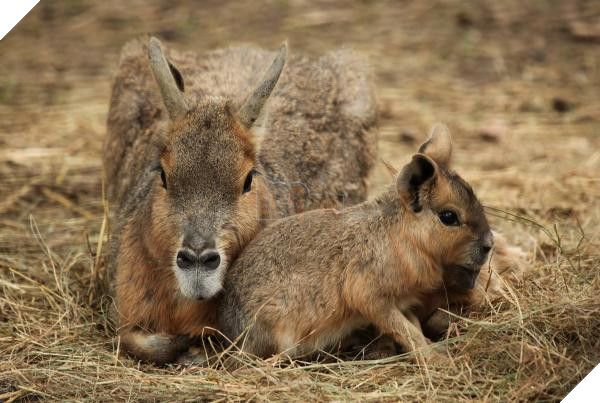 lost bird 12 em be dong vat dang yeu 6