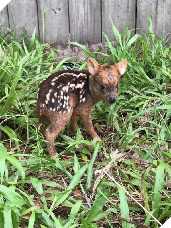 lost bird 12 em be dong vat dang yeu 7