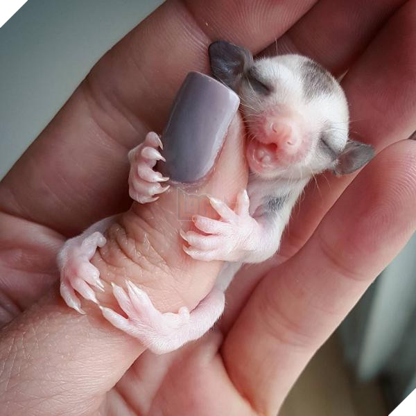 lost bird 12 em be dong vat dang yeu 9