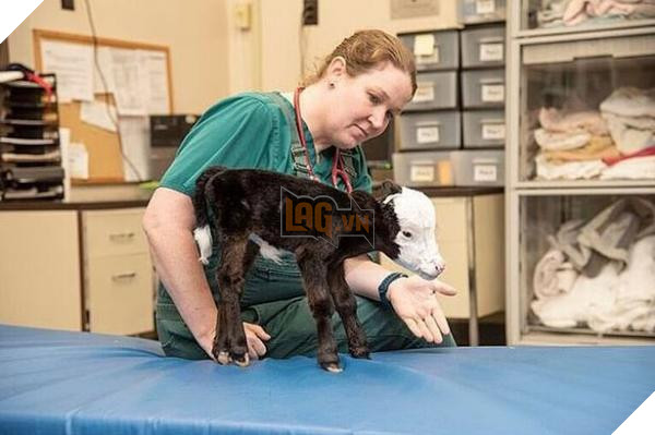 lost bird chu bo nho nhat the gioi 1