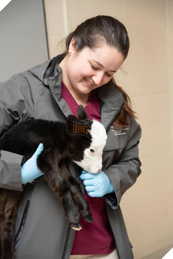 lost bird chu bo nho nhat the gioi 2