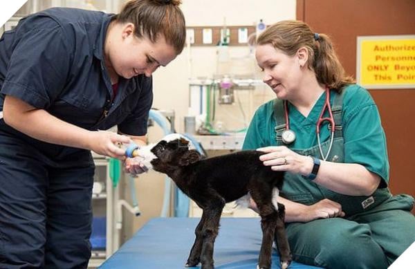 lost bird chu bo nho nhat the gioi 3