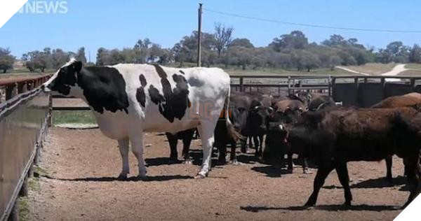 lost bird chu bo nho nhat the gioi 4