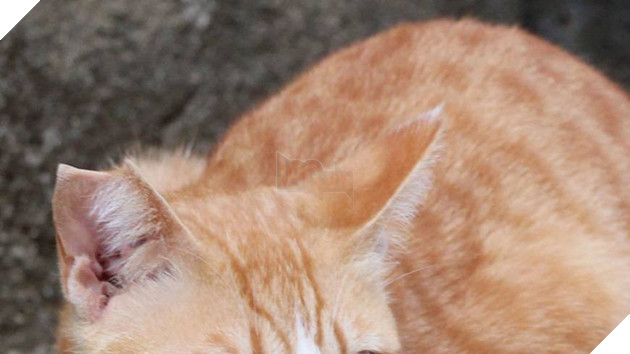 Đằng sau những con mèo bị bấm cụt tai là câu chuyện cảm động về cách người Nhật đối xử với chúng - Ảnh 2.