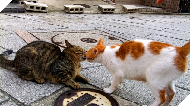 Đằng sau những con mèo bị bấm cụt tai là câu chuyện cảm động về cách người Nhật đối xử với chúng - Ảnh 3.