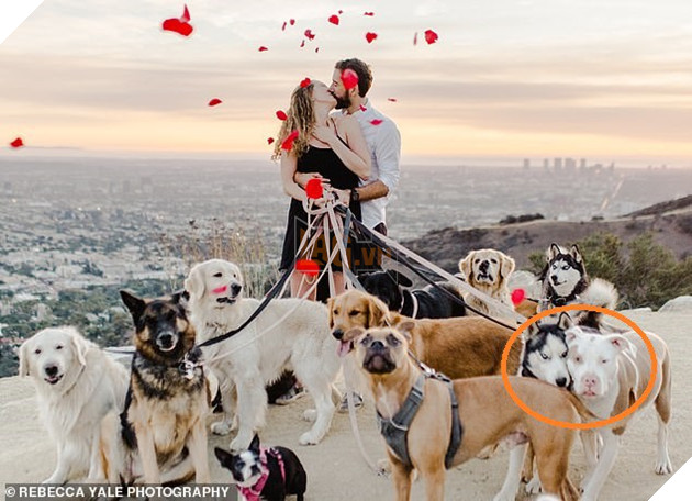 Thanh niên huy động 16 chú chó cầu hôn bạn gái cho lãng mạn nhưng biểu cảm của lũ boss mới là điều đáng chú ý - Ảnh 4.