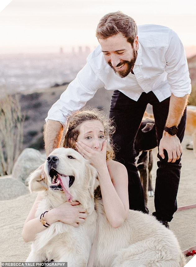 Thanh niên huy động 16 chú chó cầu hôn bạn gái cho lãng mạn nhưng biểu cảm của lũ boss mới là điều đáng chú ý - Ảnh 2.