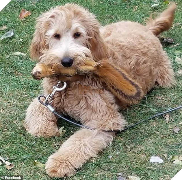 B&#224; mẹ 3 con chết đuối dưới hồ băng khi cố giải cứu ch&#250; ch&#243; cưng, cư d&#226;n mạng hỏi &quot;C&#243; đ&#225;ng kh&#244;ng?&quot; - Ảnh 1.