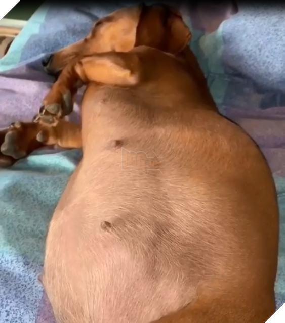 
Sắp được lên làm "mẹ cún" rồi nha!