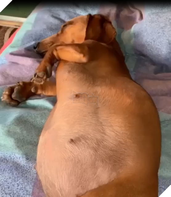 Đã bao giờ bạn thấy bé cún đạp trong bụng mẹ chưa? Rất đáng yêu đấy nhé!