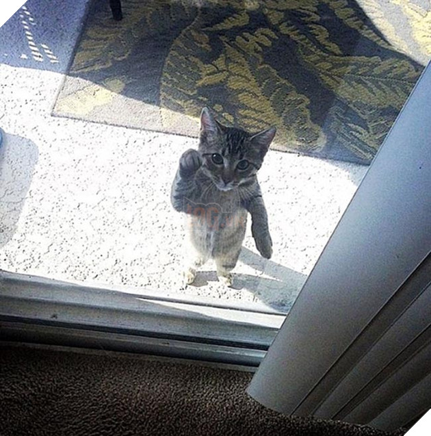 Khi “sen” nổi dậy thì Các “boss” cưng bị đuổi ra ngoài đường 22