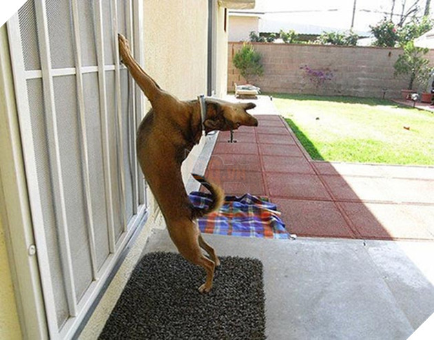 Khi “sen” nổi dậy thì Các “boss” cưng bị đuổi ra ngoài đường 21