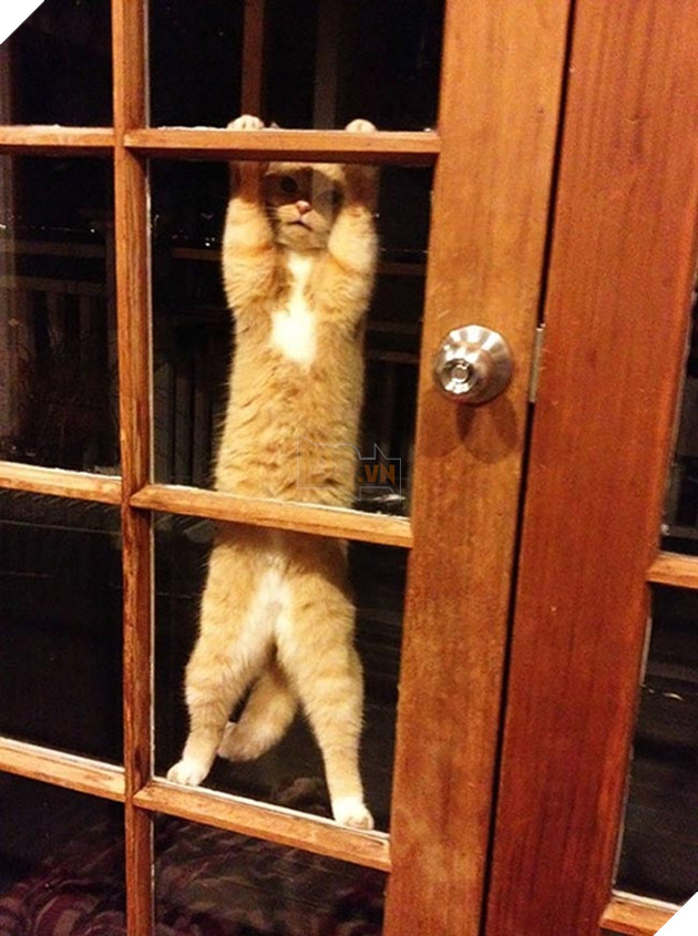 Khi “sen” nổi dậy thì Các “boss” cưng bị đuổi ra ngoài đường 20