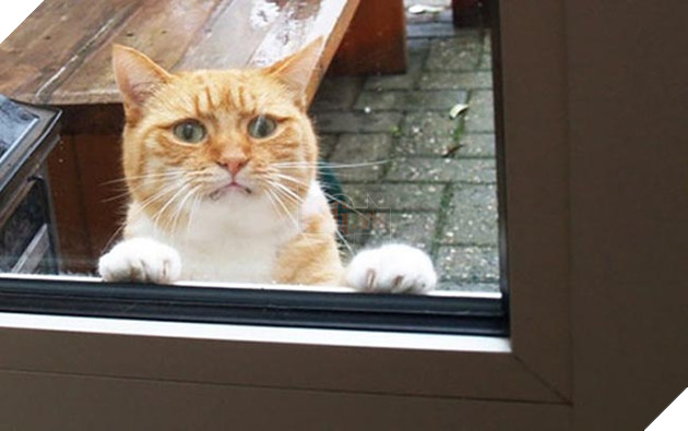 Khi “sen” nổi dậy thì Các “boss” cưng bị đuổi ra ngoài đường 19