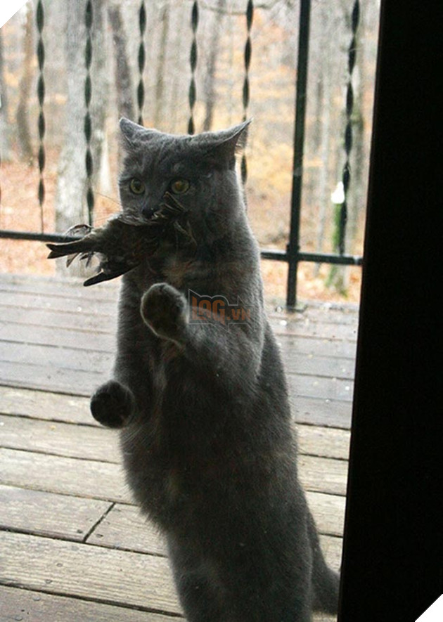 Khi “sen” nổi dậy thì Các “boss” cưng bị đuổi ra ngoài đường 18