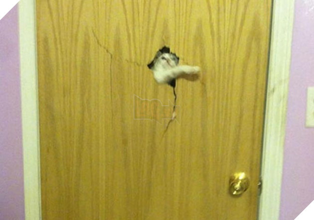 Khi “sen” nổi dậy thì Các “boss” cưng bị đuổi ra ngoài đường 17