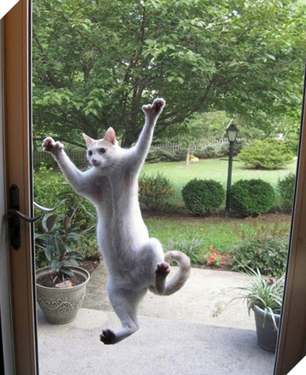 Khi “sen” nổi dậy thì Các “boss” cưng bị đuổi ra ngoài đường 16