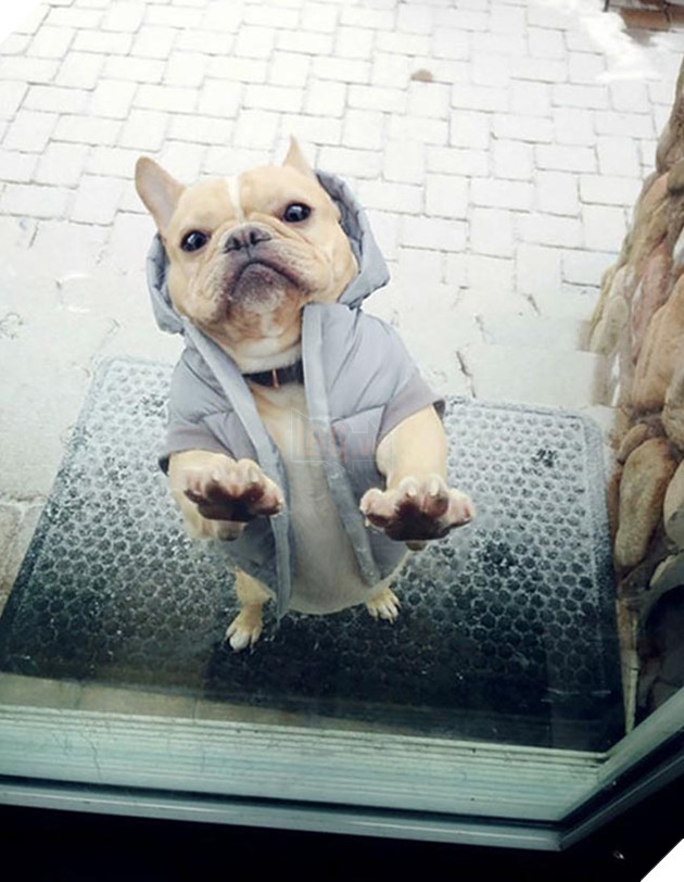 Khi “sen” nổi dậy thì Các “boss” cưng bị đuổi ra ngoài đường 14