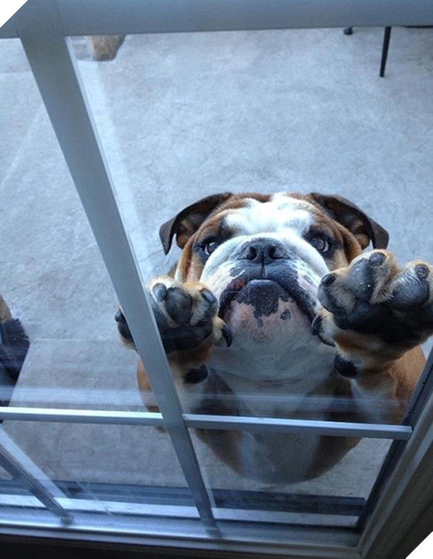 Khi “sen” nổi dậy thì Các “boss” cưng bị đuổi ra ngoài đường 13