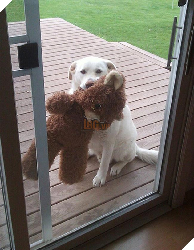 Khi “sen” nổi dậy thì Các “boss” cưng bị đuổi ra ngoài đường 12