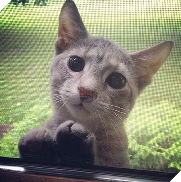 Khi “sen” nổi dậy thì Các “boss” cưng bị đuổi ra ngoài đường 11