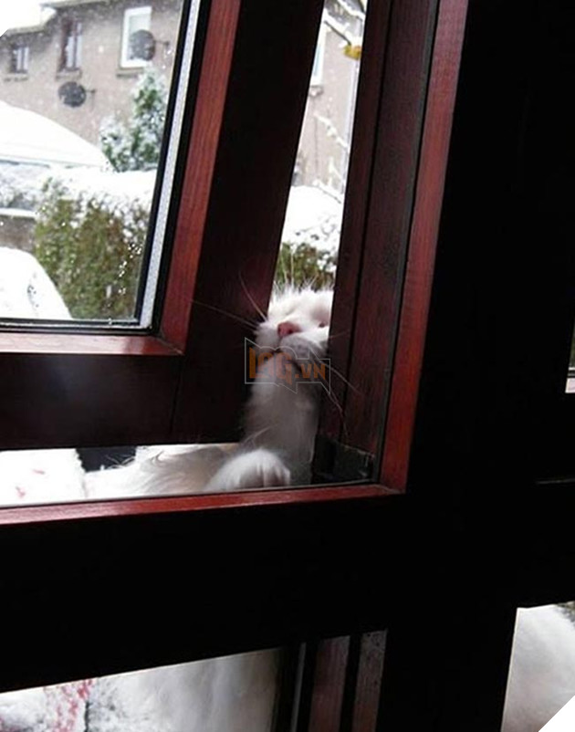 Khi “sen” nổi dậy thì Các “boss” cưng bị đuổi ra ngoài đường 7