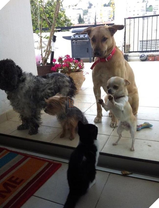 Khi “sen” nổi dậy thì Các “boss” cưng bị đuổi ra ngoài đường 6