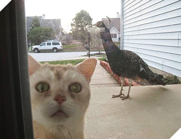 Khi “sen” nổi dậy thì Các “boss” cưng bị đuổi ra ngoài đường 5