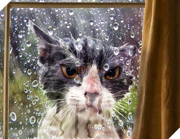 Khi “sen” nổi dậy thì Các “boss” cưng bị đuổi ra ngoài đường 4