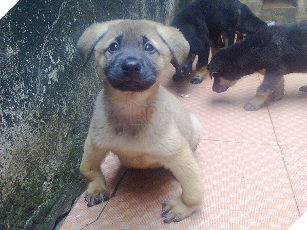 Khi chân vòng kiềng lên ngôi phá đảo thế giới ảo…nhầm thế giới chân thẳng chứ nhỉ 4