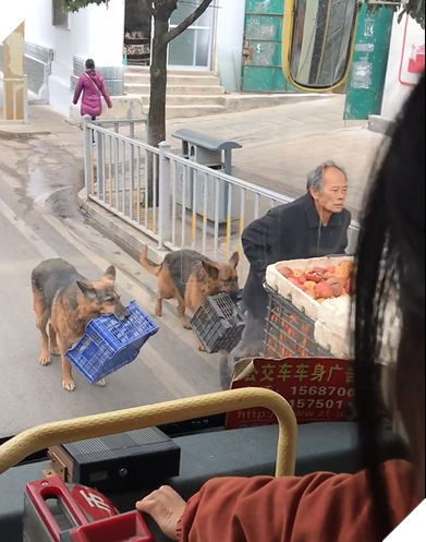 Xuýt xoa trước clip 2 chú chó phụ chủ đi bán trái cây: Nuôi cún thế này 'mát lòng rười rượi'