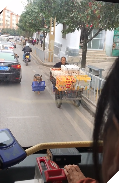 Xuýt xoa trước clip 2 chú chó phụ chủ đi bán trái cây: Nuôi cún thế này 'mát lòng rười rượi'